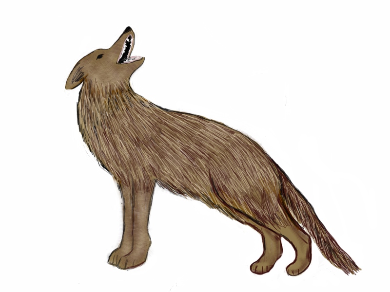 RNA Coyote howl