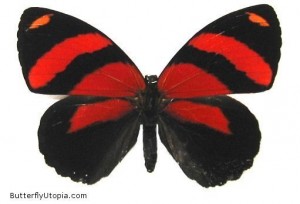 Butterfly124B