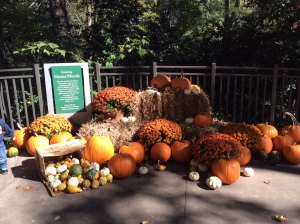 Atlanta Botanical Gardens Fall 2014