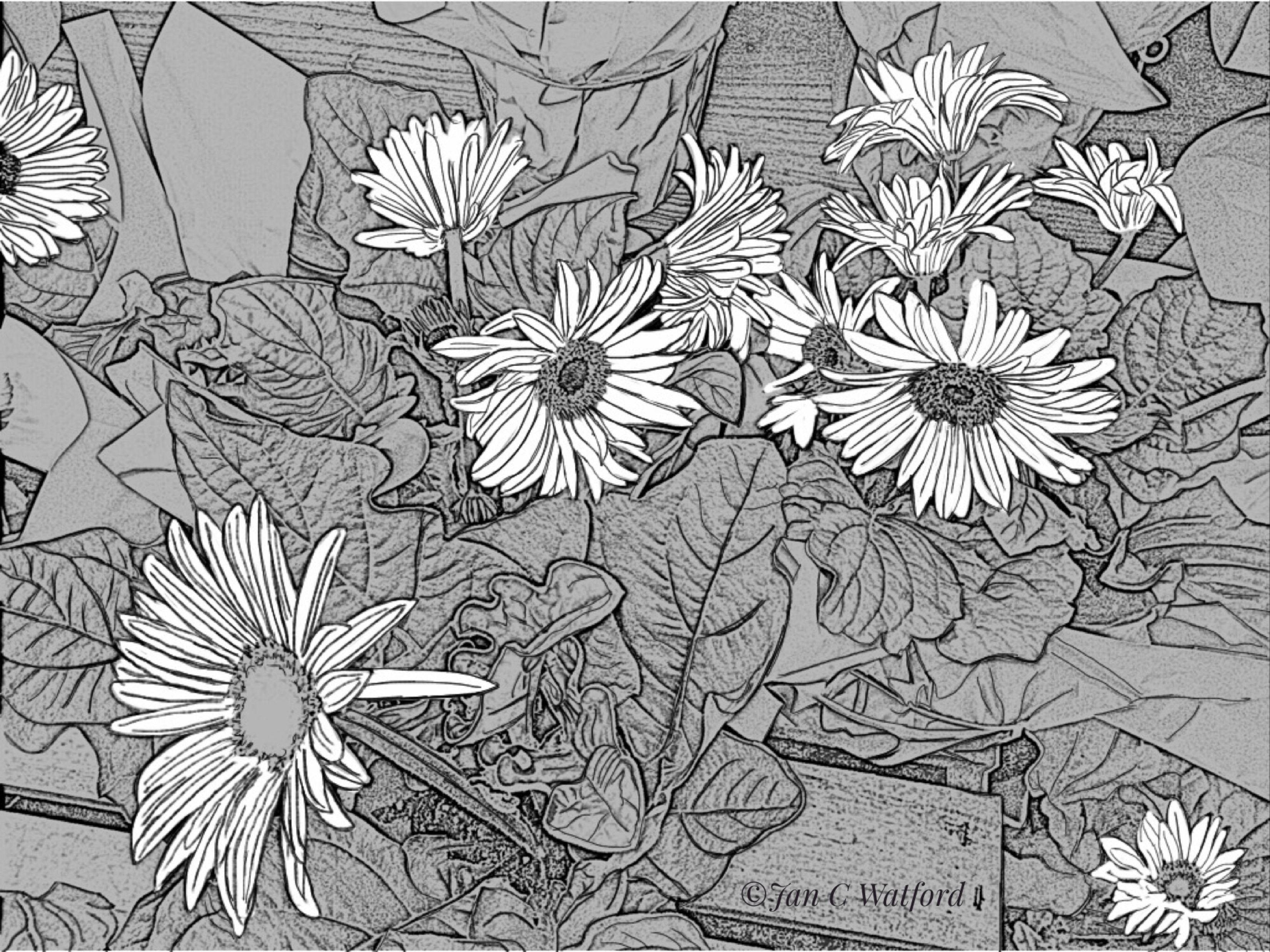 Daisies, Adult Coloring Page,